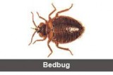 Bed Bugs Treatment In Bangalore