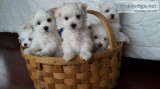 Two Healthy Maltese Puppies Available