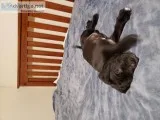 Great dane  Cane Corso Mastiffs puppies