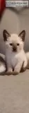 Siamese kitten