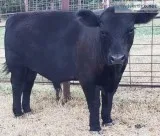 Black Angus for Sale