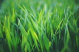 Yard Fertilization 5 Big Tips for Fertilizing Your Lawn - Scott 