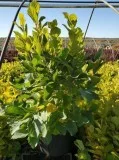 Hamamelis vernalis Witch Hazel Plant for Sale - 5 Gallon Pot