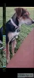 Lost German Sheperd