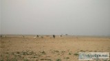 4640 Sq Yards commercial Plot in High access Corridor Panchi Vil