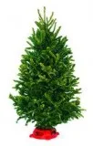 Buy Fresh Cut Fraser Fir Table Top Christmas Tree - 36-48&quot I