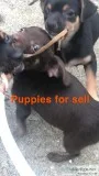 Puppies