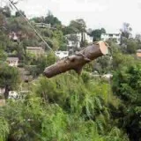 Tree Service in Rosemont