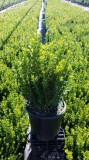 Buy Baby Gem Boxwood Shrub - 3 Gallon Pot Online