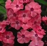 Buy Phlox paniculata Coral Creme Drop&trade - 2 Gallon