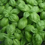 Buy Sweet Italian Basil Herbs for Sale - 9&quot Pot