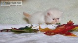 Persian Female