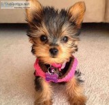 Cute yorkie puppies