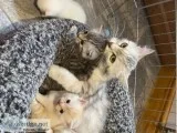 Beautiful Persian X Kittens For Sale