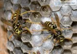 Pest Control Langley