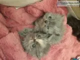 Beautiful Grey Grand Champion Persian Lines