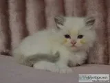 4 gorgeous Ragdoll kittens.