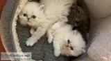 Reserved Colourpoint Persian Exotic Kitten