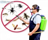 Pest Control St Kilda  Best Pest Inspection Services