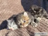stunning Persian Kitten