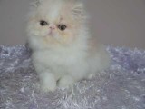 Beautiful Creamwhite Bi-colour Female