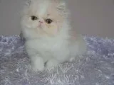 Beautiful Creamwhite Bi-colour Female