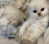 2 Beutiful Male Persian Kittens For Sale