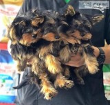 7 Yorkie Puppies Available