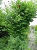Trumpet Vine shrubs for sale - 2 Gallon Pot