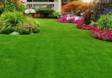 How to Prepare Your Lawn for Summer - Scott s Landscaping