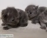 Pedigree Solid Blue and Apricot Persian Kittens