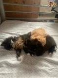Gorgeous Persian Kittens