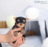 yorkie male and female for sale
