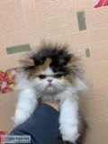 Beautiful Calico Kitten Pedigree For Sale