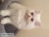 Adorable Rare Blue-eyed White Persian Kitten (f)