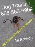 Working with your dog