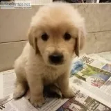 Two Gorgeous quality AKC Golden Retriever puppies