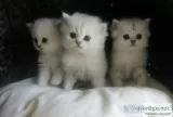 Beautiful Persian Babies