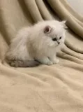 Persian Cross Ragdoll Adorable Kittens