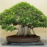 Bonsai plant for sale