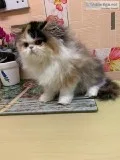 Beautiful Grey Grand Champion Persian Lines
