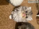 Beautiful Flat Face Persian Fluffy Kittens