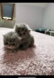 Beautiful Blue Persian Kittens One Boy Left