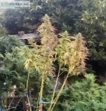 Blue Cookies