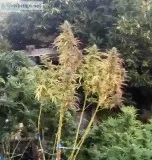 Blue Cookies