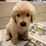 Well Trained Golden Retriever Puppies