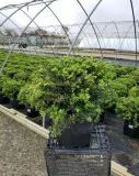 Buy Helleri Japanese Holly Shrub - 3 Gallon Pot