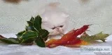 Persian Kittens