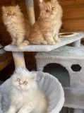 Beautiful Open Dolly Face Full Persian Kittens