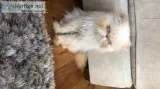Persian Colourpoint-kittens 4 For Sale.